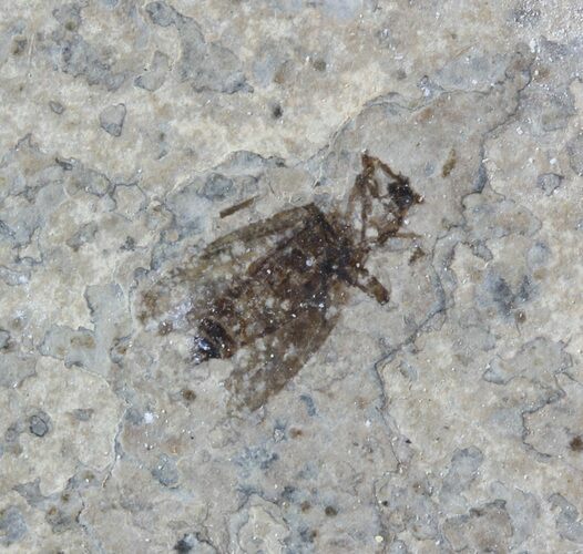 Fossil March Fly (Plecia) - Green River Formation #47174